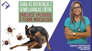 Diferenças entre Babesiose Erliquiose e Febre Maculosa Auxiliar de Veterinário  Micronet [upl. by Helsell]