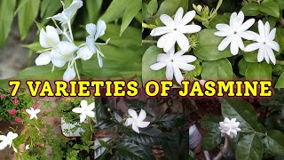 7 VARIETIES OF JASMINE [upl. by Beach]