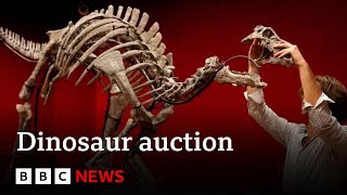 Rare dinosaur skeleton to be sold at auction  BBC News [upl. by Enenej]