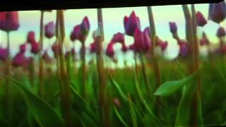 Pipilotti Rist artistvideo art [upl. by Anifur]