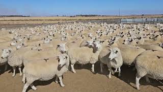 Lake McLaren Farming Primeline Ewes SIL A B Tues 2nd April [upl. by Nylhtac812]