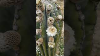 Pachycereus Pringlei Cardon flowers blooming [upl. by Armstrong]