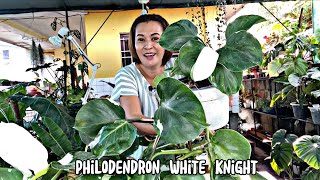 philodendron Strawberry Shake white Knight White Wizard Royal White Princessand Pink Princess💚 [upl. by Astrahan]