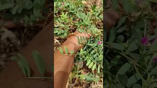 மறந்தே போச்சு gardening garden nature new shorts shortvideo shortsfeed [upl. by Wagner19]