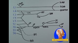 Draw the Lumbosacral Plexus Full Video [upl. by Ailegave981]