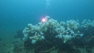 Scuba dive the metridium field of Breakwater Cove Monterey CA [upl. by Drehcir892]