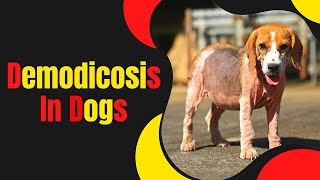 Demodicosis in Dogs Causes Symptoms and Treatment Explained 2023 [upl. by Demetrius]