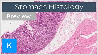 Stomach cells and tissues preview  Human Histology  Kenhub [upl. by Germann]