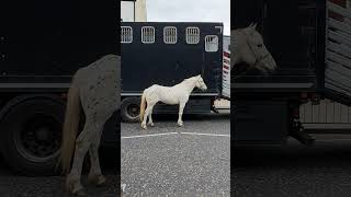 Ballyclare Horse Fair 🐎 Northern Ireland 21052024 [upl. by Decato]