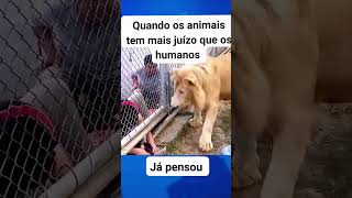 Depois que perde os braços o animal que é ruim 🦁 [upl. by Henryson]