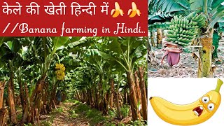 Banana cultivation In hindiCUETICARJET PART2Agriculture Important points for Competitive exam [upl. by Anirak669]