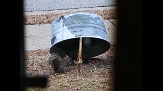 Homemade Simple Squirrel Trap [upl. by Zeralda538]