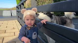 Adorable Baby Boy Talking To His Dogs Cutest Ever [upl. by Ainafets674]