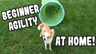 Beginner Dog Agility Training At Home  Teaching Basic Agility Skills With Chihuahua Puppy Bella [upl. by Elianora]