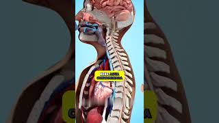 Este parásito sale por tu PIE 🤯 curiosidades ciencia sabiasque [upl. by Seuqram]