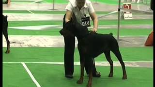 Ukrainian Dobermann Championship 2011  Black Males  Open class [upl. by Nnaihs]