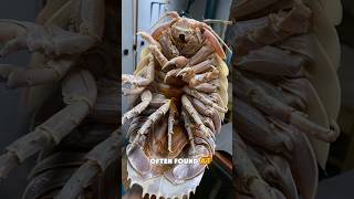 Giant isopod 🤯👀 [upl. by Annawd473]