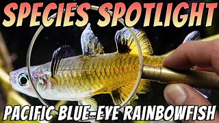 Pacific Blue Eye Rainbowfish Pseudomugil signifer Freshwater Aquarium Fish Profile amp Care Guide [upl. by Winterbottom]