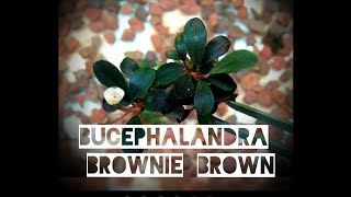 Bucephalandra brownie brown 💚💙❤ [upl. by Yadrahs126]