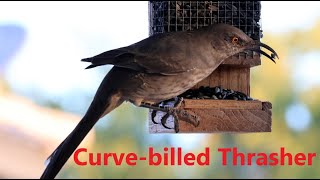 Curvebilled Thrasher at my feeders 165 seconds of a hungry thrasher on 26 September 2024 [upl. by Arammat]