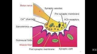 Physiology of Neuromuscular Junction [upl. by Pearl]