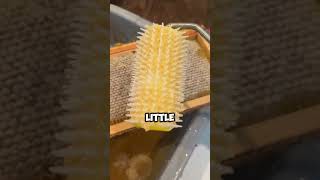 🐝 Bee HiveTo Jars How To HARVEST HONEY at Home farmlife honey shorts [upl. by Mafalda311]