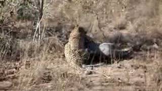 Leopard kills Warthog at Sabi Sands [upl. by Notneiuq]