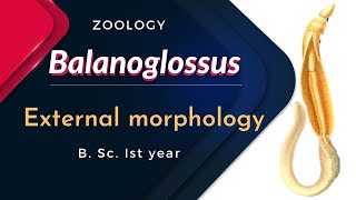 Balanoglossus  External morphology  B Sc Ist year  Zoology [upl. by Yardley]