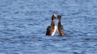 Slavonian Grebes Avielochan 31st May 2017 [upl. by Berkow957]