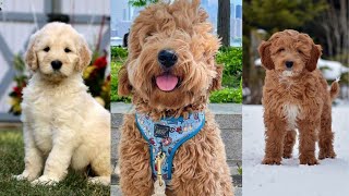 Goldendoodle  Funny and Cute dog video compilation in 2022 [upl. by Girand]