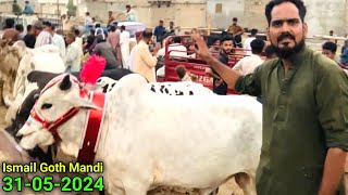 Challenge In Rates Again 😱 Ismail Goth Mandi 31052024  Karachi Cattle Updates  Cow Mandi 2024 [upl. by Aden]