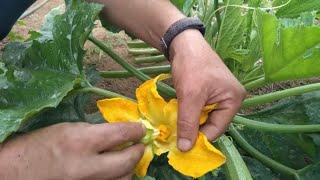 Cómo POLINIZAR la CALABAZA Manualmente [upl. by Siramad]