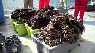 Aquaculture Research Deep water mussel farming in Newfoundland and Labrador [upl. by Amador]