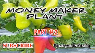 HOW TO GROW SWEET PEPPER ATSAL FARMING  MONEY MAKER PLANT PART 2 [upl. by Aisylla]