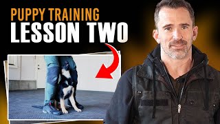 Transform Your Puppys Behavior with Lesson Two [upl. by Ynetruoc]