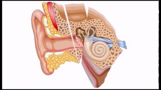 COURS Système auditif et perte daudition [upl. by Margret]