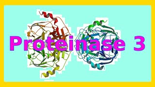 proteinase 3 [upl. by Helfand]