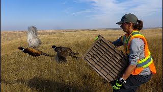 A new pheasant release season is underway [upl. by Adnorhs]