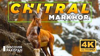 Worlds Largest Markhor Breeding Ground In Pakistan  Chitral Gol National Park  Discover Pakistan [upl. by Gnex]