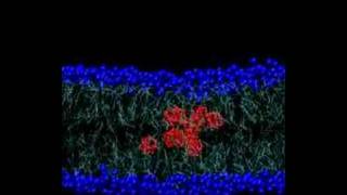 Fullerenes through the membrane [upl. by Adnawed]