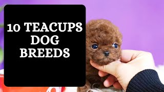 Teacup Dog Breeds 10 Miniature Dogs for Small and Tiny Spaces [upl. by Leod]