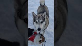 A Husky Complaining About The Snow [upl. by Atoked]