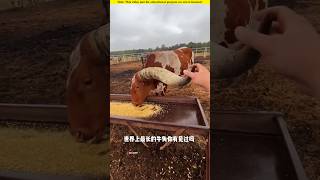 The cow with the longest horn in the world।😱shortvideo amazingfacts [upl. by Anec384]