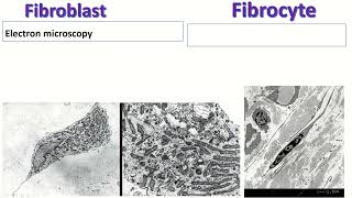 Fibroblast vs Fibrocyte Key Differences Explained [upl. by Elbys258]