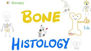 Bone  Histology  Microscopic Structure Haversian system and bone tissue remodeling [upl. by Oringa390]