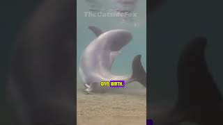 Dolphin Giving Birth shorts [upl. by Noira]