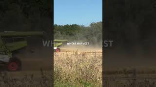 WHEAT HARVEST IN THE ENGLISH COUNTRYSIDE harvesttime farming harvest englishcountryside [upl. by Harwill173]