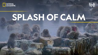 Splash of Calm  Asia’s Wild Secrets  हिन्दी  Full Episode  S1 E2  Nat Geo Wild [upl. by Iolande]