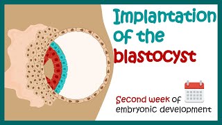 Implantation of the blastocyst  Week 2 of embryonic development  Developmental biology [upl. by Corder970]