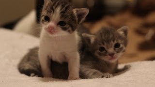 3 Weeks Old Kitten Update [upl. by Aivax]